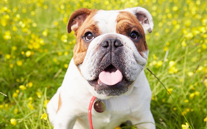 Petfriendly apartments in San Marcos, TX Oaks 35