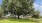 Serene Oak Trees in outdoor spaces