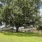 Serene Oak Trees in outdoor spaces